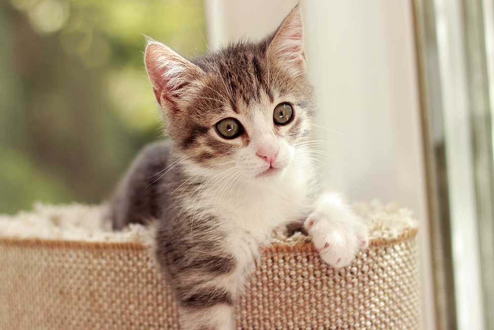 Photo of kitten
